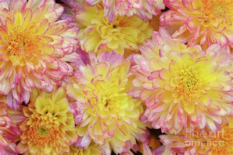 Chrysanthemum Charm Photograph By Regina Geoghan Fine Art America