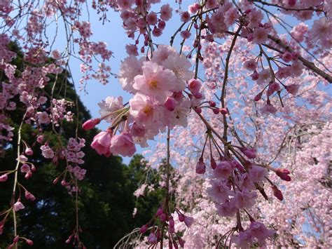 Cherry Blossom Tree Pics Japan Cherry Blossom Festival 2018 Where And When To Nathan