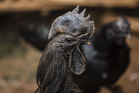 these rare all black chickens are revered new york post