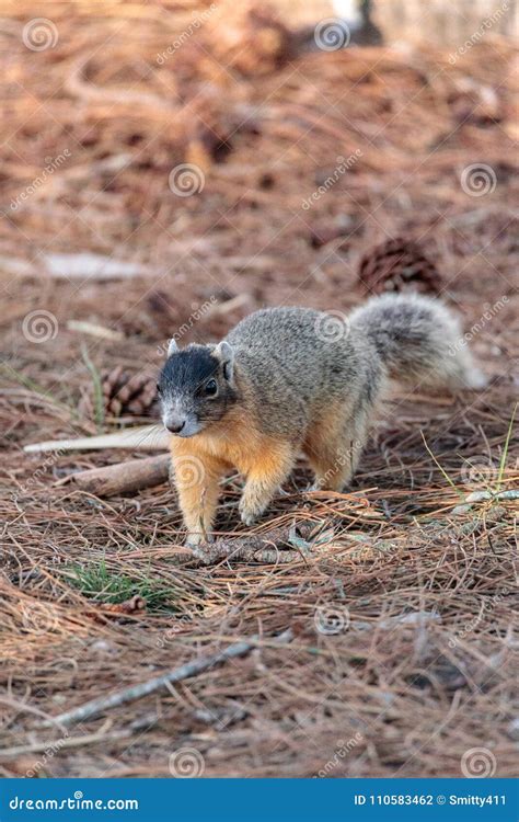 Eastern Fox Squirrel Sciurus Niger R Stock Photo Image Of Eating