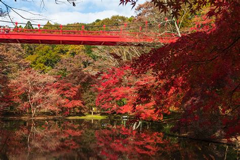 Photos Japan Izumi Nature Park Autumn Bridges Park Pond Trees