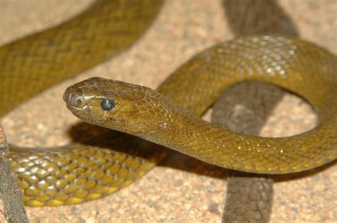 The Fierce Snake Most Dangerous Snake The Wildlife