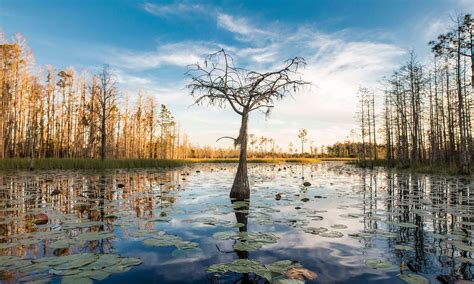 Proposed Georgia Mine Next to Okefenokee Swamp Raises Alarms | Audubon