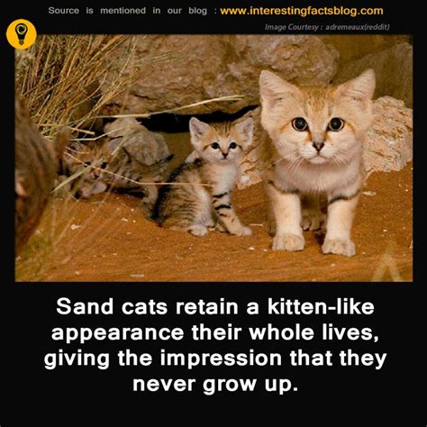 Maybe you would like to learn more about one of these? Sand Cats Interesting Facts | Wild cat species, Wild cats ...