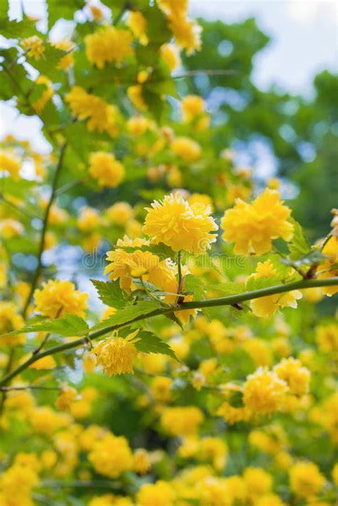 La migliore soluzione per alberi da viali dai fiori profumatissimi cruciverba, ha 5 lettere. Albero con i fiori gialli immagine stock. Immagine di bianco - 54225259