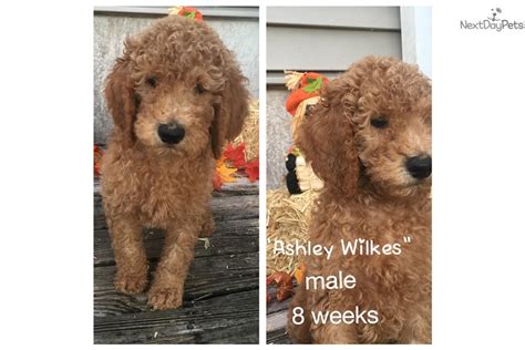 #dog #puppies puppies and more puppies :). "Ashley Wilkes": Labradoodle puppy for sale near Tampa Bay Area, Florida. | 4e6df147-3201