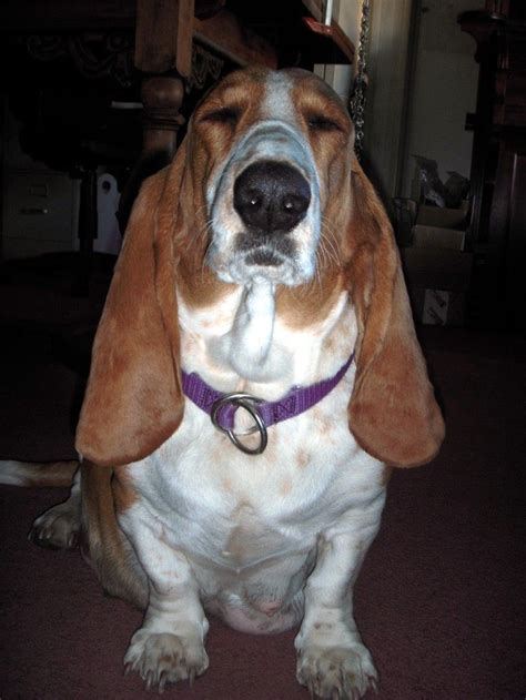 Stella 1 Year Old Basset Hound Was Found Wandering The Streets In An