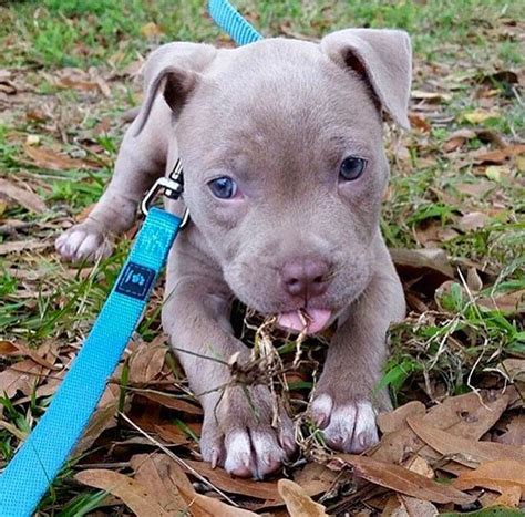 Blue Pitbull Pup Puppies Cute Baby Animals Pitbull Puppies