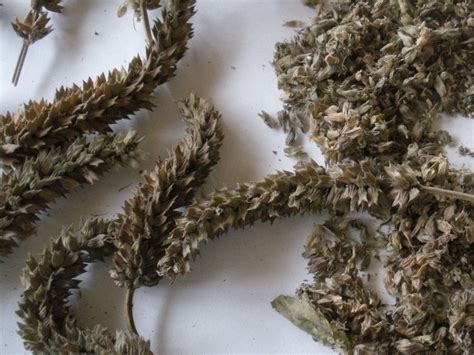 You don't need to dig a hole to bury them. How I Grow and Harvest Organic Chia Seeds | Chia seeds and ...