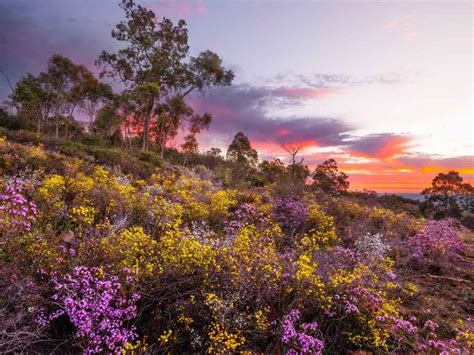 The Ultimate Western Australia Wildflower Trail Guide Australian