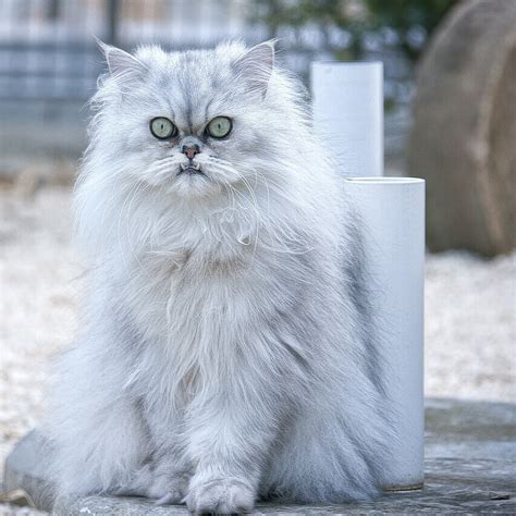Persian Cat Breed Information And Characteristics Pet Reader