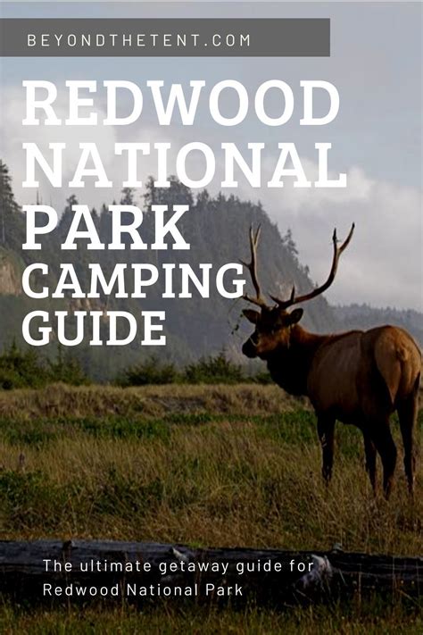The Ultimate Guide To Camping In Redwood National Park Redwood