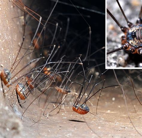 Doch wie gefährlich sind diese tiere eigentlich? Eingeschleppte Arten: Wabernde Riesenspinnen lösen ...