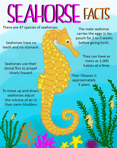 Fun Facts About Lined Seahorses