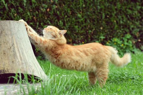 Ich wollte immer freiganger und finde es eigentlich quatsch die katzen einzusperren. Garten katzensicher machen - So funktioniert es richtig!