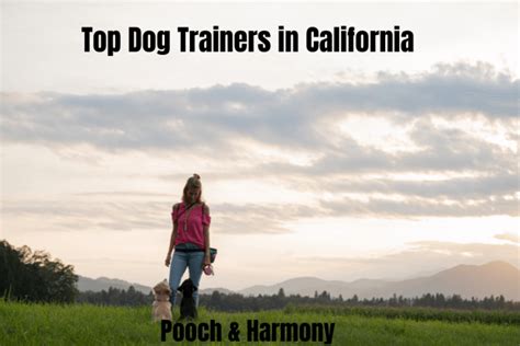 14 Top Dog Trainers In California Pooch And Harmony