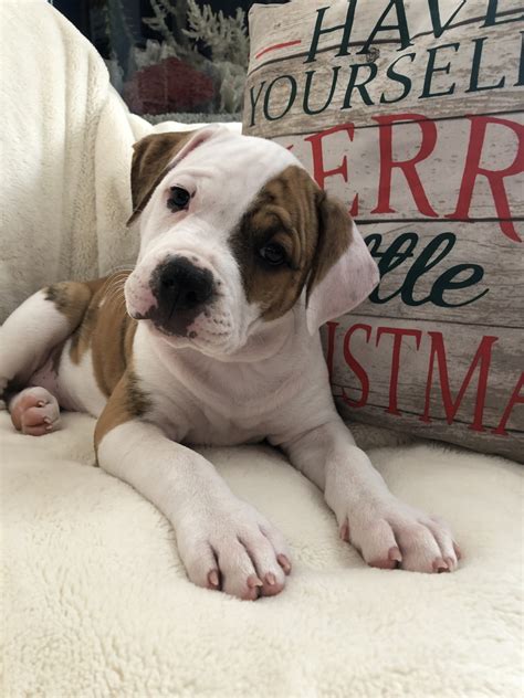 American Bulldog Puppies For Sale | Maricopa, AZ #317856