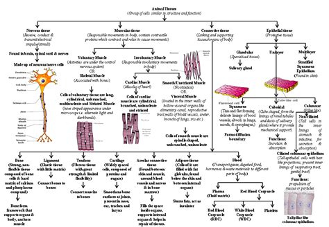 BIOLOGY: CBSE CLASS IX ANIMAL TISSUE FLOW CHART