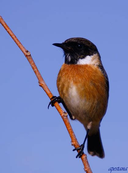 Explore tweets about #tarabilla on twitter. ajpestana@hotmail.com