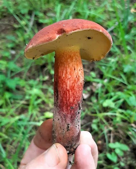 The Bicolor Bolete Identification Foraging And Edibility Mushroom