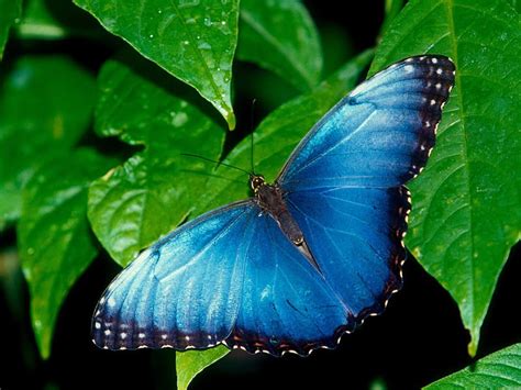 Untitled Blue Morpho Butterflies Hd Wallpaper Peakpx