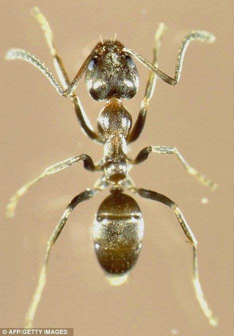 The world mosquito programme team says it could be a solution to a virus that has gone around the world. Marching towards your kitchen, an army of Argentine ants ...