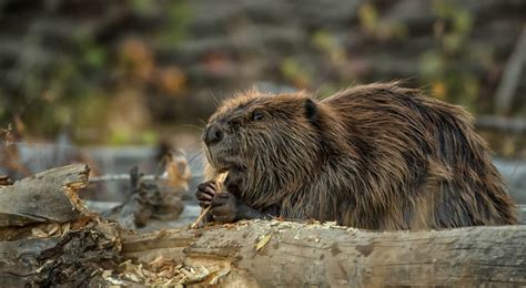 Beaver Mimicry Projects Could Be Key To Restoring Wetlands Tnc