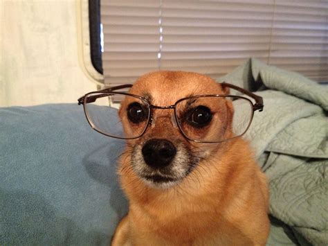 Dog With Glasses Wallpapers Top Free Dog With Glasses