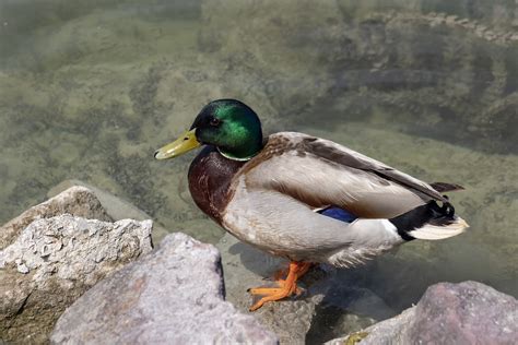 Wild Ducks Teal Duck Free Photo On Pixabay