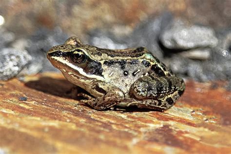 The Side View Of A Wood Frog On Red Rock Photograph By Amelia Martin