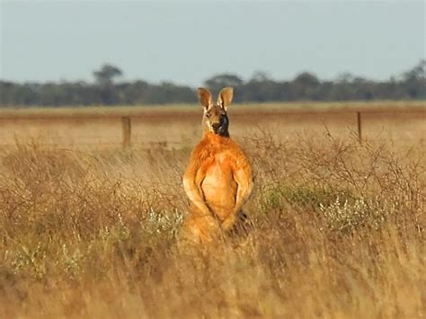 How do you fall in love is a song written randy owen, teddy gentry and greg fowler, and recorded by american country music group alabama. 1000+ images about Muscular Kangaroos on Pinterest | Posts ...