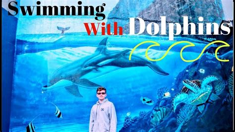 Swimming With Dolphins At Sea Life Park On Oahu Hawaii