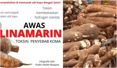 Jenis Jenis Ubi Kayu Di Malaysia Bernama Musim Tengkujuh Bonus Kepada