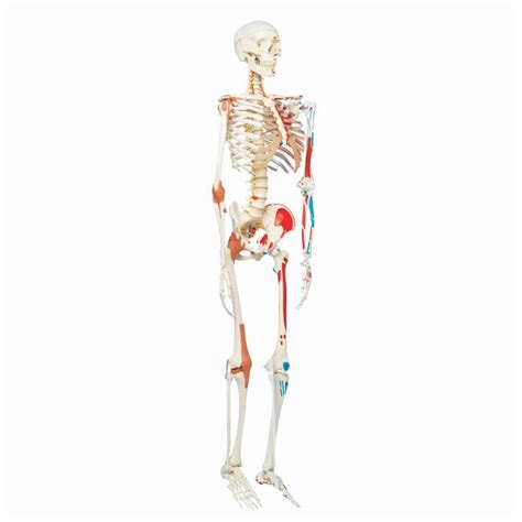 3b Scientific Deluxe Human Skeleton Includes 3b Smart Anatomy