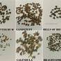 Flower Seed Seed Identification Chart