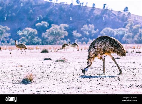Emu Feeding Off The Ground In Ikara Flinders Ranges National Park