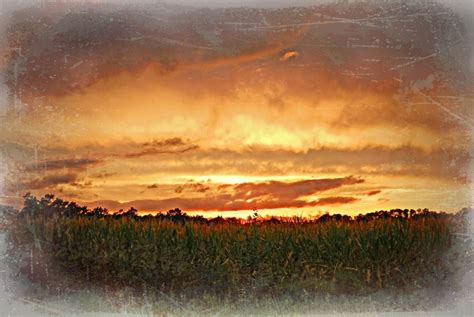 Cornfield At Sunset Adelphia Plantation Edgecombe County Flickr