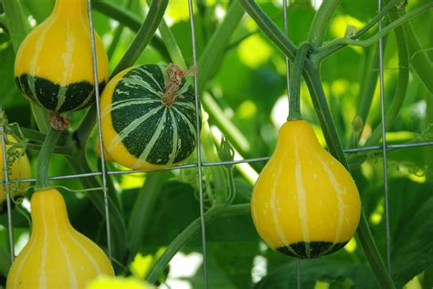 What to do with decorative gourds? drying sunflowers | Gardening after five