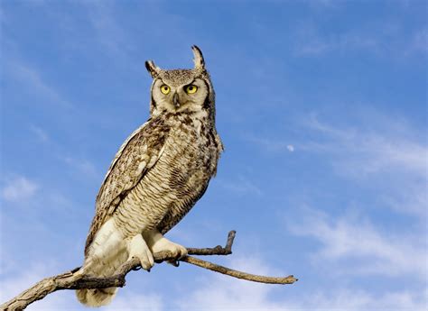 Owls In Kansas 8 Sunflower State Species To Look For