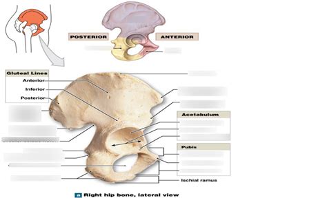 Hip Bone Lateral View Diagram Quizlet