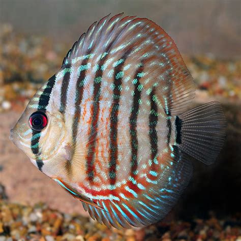 Royal Red Discus Freshwater Aquarium Fish