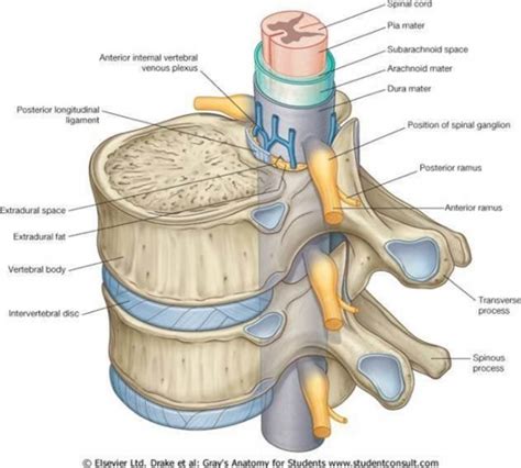 Overview Of Spinal Csf Leaks