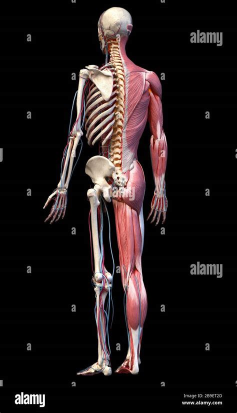 Full Body Human Skeleton With Muscles Veins And Arteries On Black