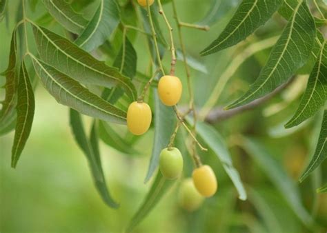 Fill a spray bottle with warm water. How to Use Neem Oil in Your Organic Garden for Pests ...