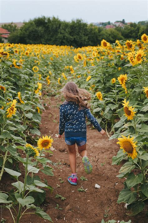 Little Girl Running Through A Sunflower Field By Stocksy Contributor