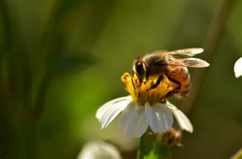 The Western Honeybee State Insect Of Louisiana Hubpages