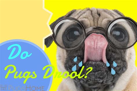 Do Pugs Drool Fun Facts About Pugs