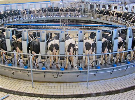 Rotary Milking Parlour Intermilk