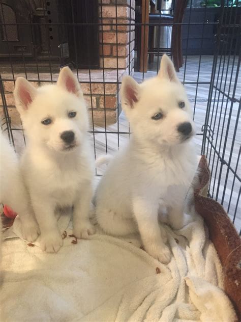 The alaskan husky is not a purebred dog like the siberian husky, it's a designed dog breed, containing the siberia husky in its genes, and it's bigger at about 20 to 23.5 inches tall, weighing. Alaskan Husky Puppies For Sale | Lancaster, CA #318415