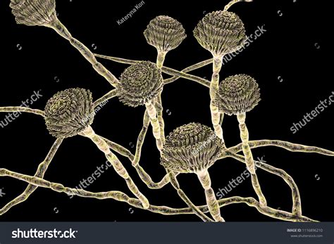 Fungi Aspergillus Black Mold Which Produce Stock Illustration